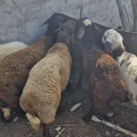 نر بره  و بز چاق خمیر|حیوانات مزرعه|گرگان, |دیوار