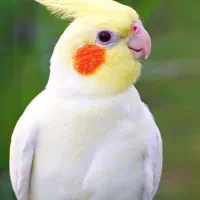 عروس هلندی گم شده به رنگ عکس