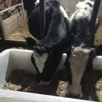 گوساله ماده ونر