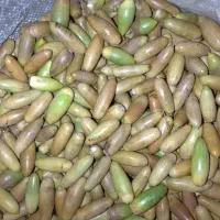 فروش بلوط دام