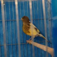 قناری|پرنده|مهاباد (آذربایجان غربی), |دیوار