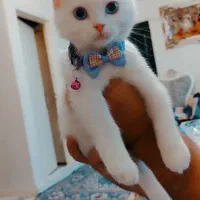 گربه نر اسکاتیش