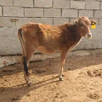 گوساله ماده