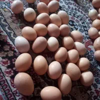 تخم مرغ محلی تازه