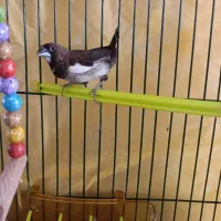 فنچ بنگالی نر|پرنده|مشهد, شهرک ابوذر|دیوار