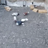 کبوتر
