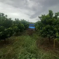 باغ-مرکبات-خونه-سرایداری-آینده-دار