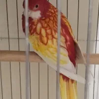 یک جفت طوطی رزیلا