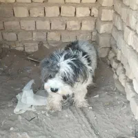 سگ پاکوتاه پشمالو نر|سگ|کاشان, کارگر|دیوار