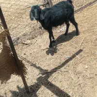 با سلام یک بز ماده شیری