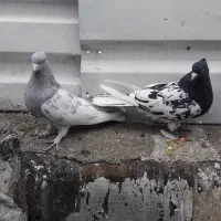 کبوتر|پرنده|شیراز, احمدآباد|دیوار