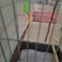 قناری سرخ ماده