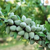 نهال بادام آذر کاغذی در نهالستان کاظمی|گل و گیاه طبیعی|هشتگرد, تهران دشت|دیوار