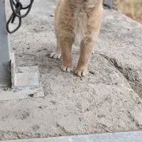 توله سگپاکوتاهامادهاموزش