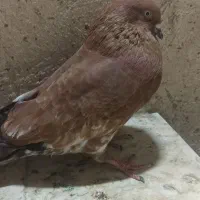 کله ای یه تیکه