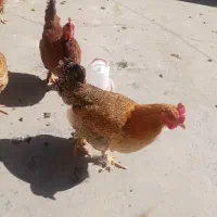 مرغ تخم گذار محلی اصل