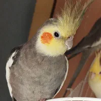 عروس هلندی نر سخنگو