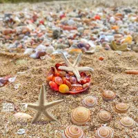 تورکیش قشم دی ماه(نقد اقساط بدون پیش پرداخت )