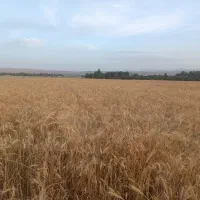 کاه گندم