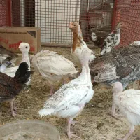 جوجه بوقلمون بوربون جوجه مرغ گلین|حیوانات مزرعه|مبارکه, |دیوار