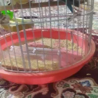 سلام یک جفت مرغ عشق