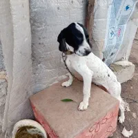 سگ شکاری پویینتر ماده خال مگسی اصل