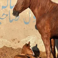 اسب مادیون ترکمن همراه کره مادیان