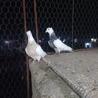 کبوتر رنگی|پرنده|گنبد کاووس, |دیوار