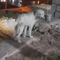 وا گذاری سگ ۲ سال خانه گی|سگ|ایلام, |دیوار