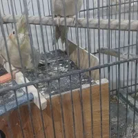 سه عدد عروس دوتا ماده ویکی نر