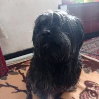 معاوضه با پاکوتاه