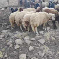 بره ماده