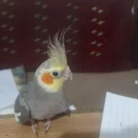 عروس نر