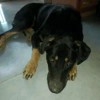 توله سگ ۹ماهه ۴چشم معاوضه شرایطی