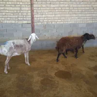 ۳شیشک|حیوانات مزرعه|کوهدشت, |دیوار