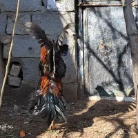خروس لاری|حیوانات مزرعه|قزوین, |دیوار