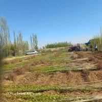 فروش عمده وخرده نهال صنوبر نیگرا