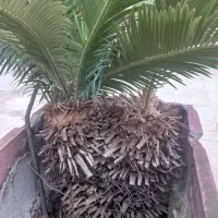 سیکاس ماده|گل و گیاه طبیعی|رشت, پاره بیجار|دیوار