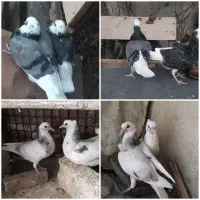 جوجه .کفتر ..  شازده سبز. هما سورور|پرنده|قرچک, میرزائی جنوبی|دیوار