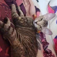 واگذاری گربه