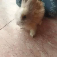 خرگوش