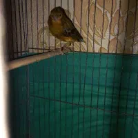 قناری سرخ|پرنده|شیراز, شهرک فرزانگان|دیوار