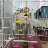 ۵ جفت مرغ عشق مولد روی تخم تضمینی|پرنده|سیرجان, |دیوار