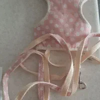 سگ پامر خرسی ۳ماه واکسن زده. ماده . شناسنامه دار