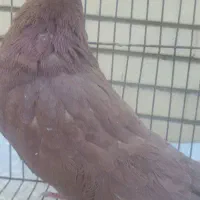 گوک و معلقی|پرنده|بم, |دیوار