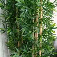 برگ خیزران بامبو چوب بامبو|صنایع دستی و سایر لوازم تزئینی|قزوین, |دیوار