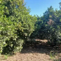 باغ،باغچه بنجعفر