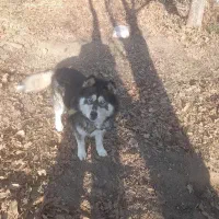 واگذاری هاسکی چشم آبی|سگ|مرند, |دیوار