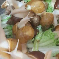 حلزون تخم گذار ،باکس،خاویار،روغن،ژل و صابون