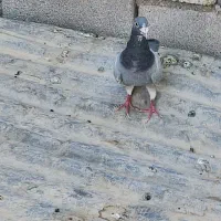 پلاک  مسافتی|پرنده|گتوند, |دیوار